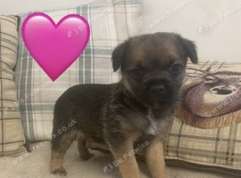 KC registered border terrier puppies