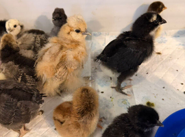 3 to 6 weeks chicks bluebelle ,pekin bantam,green eggers,silkie
