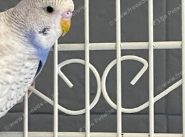 Mutated budgies