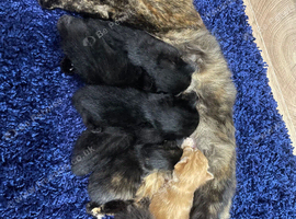 For sale Black male fluffy kitten