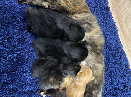 For sale Kittens