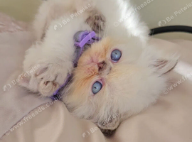 Stunning Pedigree Persian Kittens
