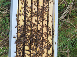 Langstroth honey bees