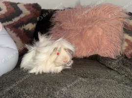 2 Guinea pigs with cage
