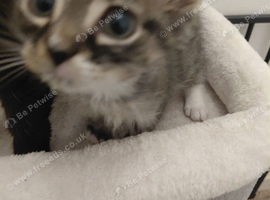 Last 3 gorgous kittens
