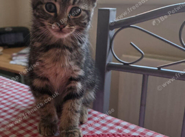 Kittens looking for a home