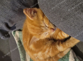 Ginger kitten looking for a new home