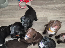 Working Sprocker Spaniels