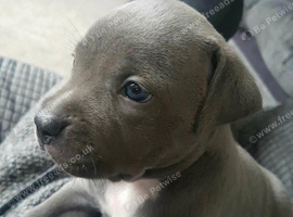 Blue Staffordshire bull terrier puppies