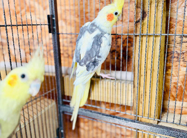 A pair of Cocktails