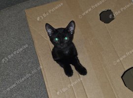 Black male kitten