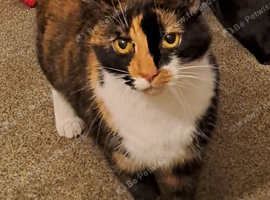 Missing Cat