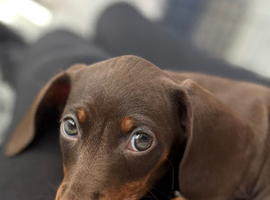 7 month old mini daxie