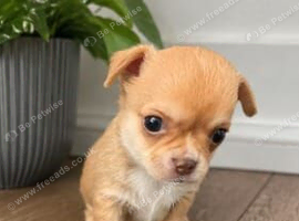 Wanted Chihuahua