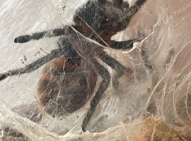 Green bottle blue tarantula