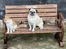 Pug for rehoming