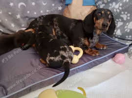 Mini dachshund