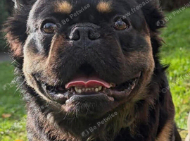 Fluffy frenchie male