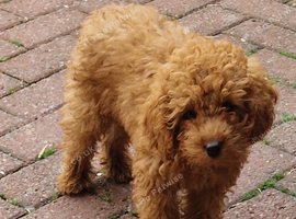 Red Toy Cavapoo Boy