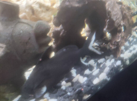 Granulosis sanadontis cat fish