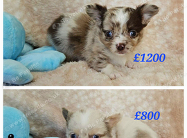Long haired Choc Merle pups, Thai dad...
