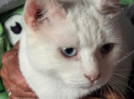 Ragdoll x