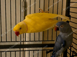 Proven pair of ringnecks
