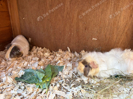 Retired sows