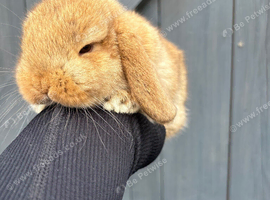 Mini lop babies
