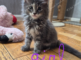 Beautiful Maine coon kittens