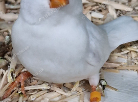 White zebra finch