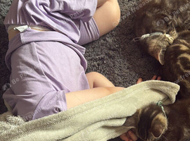 5 beautiful kittens