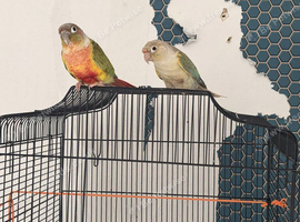 Mango and daisy