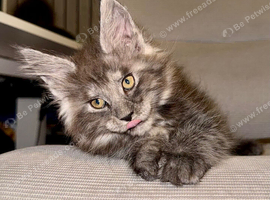 Stunning Maine Coon Kittens &ndash; Black Smoke & Blue Smoke &ndash; Health-Tested & TICA Registered