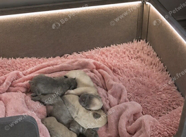 French Bulldog Puppies