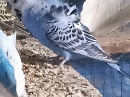 3 boy budgies for sale