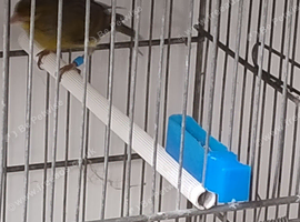 Raza canary cocks x 4