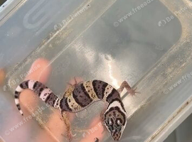 UPDATED PICS Baby leopard gecko ready to leave in 6 weeks!