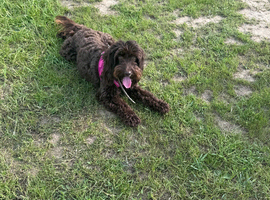 2 year old chocolate miniature cockapoo