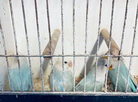 Love Birds for sale. Opaline Peach Faced.