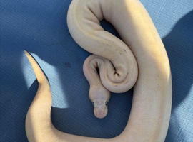 Female  pastel ivory het pied for sale