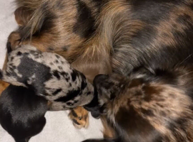 dachshunds
