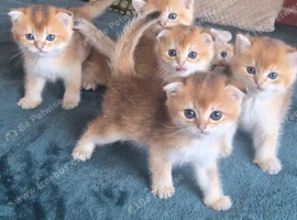 Adorable Scottish kittens