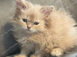 3 persian kittens left