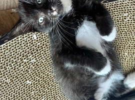 RAGDOLL X BOY READY NOW