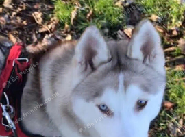 Siberian husky
