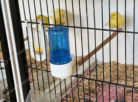 British roller canaries