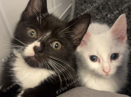 Rehoming needed urgently