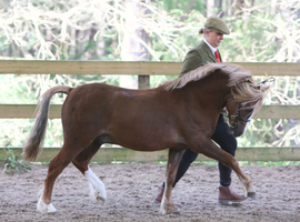2 year old section a colt