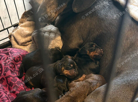 Beautiful dachshunds